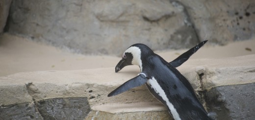 Penguin