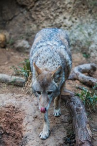 Coyote Licks