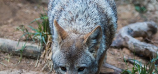 Coyote Licks